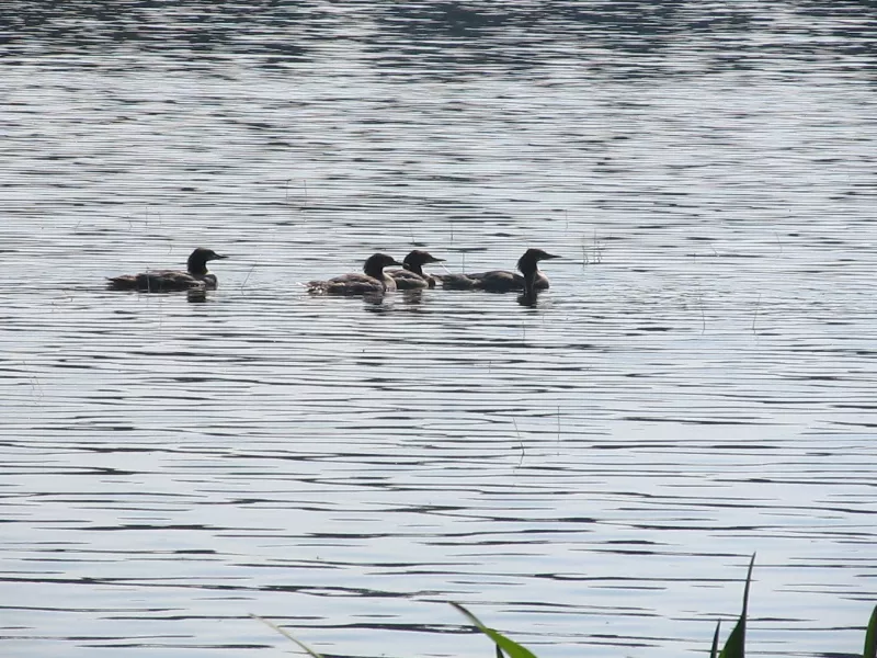 Mergansers