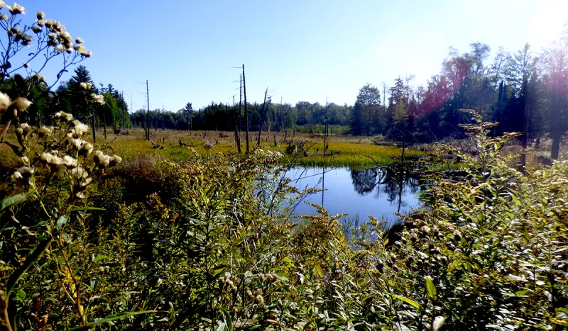 Enjoying the morning sun as we passed the Marsh on the Massawepie Road