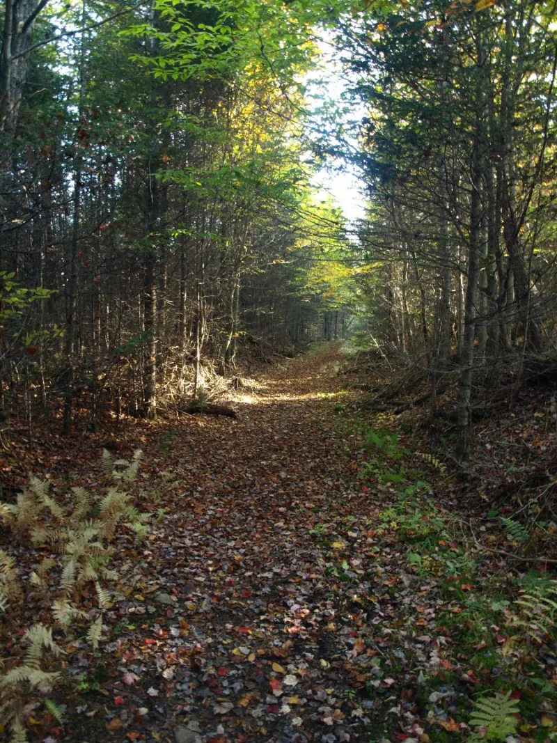 Along the railroad grade