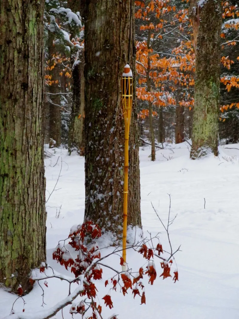 Tiki torches along the trail