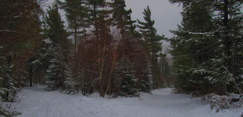 The Y of the Cranberry Pond Loop