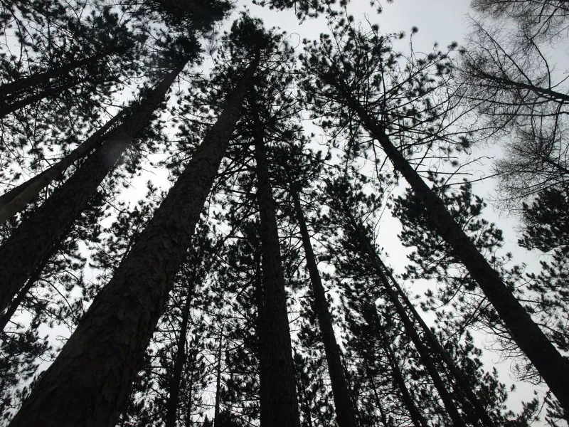 Pines on Little Roundtop