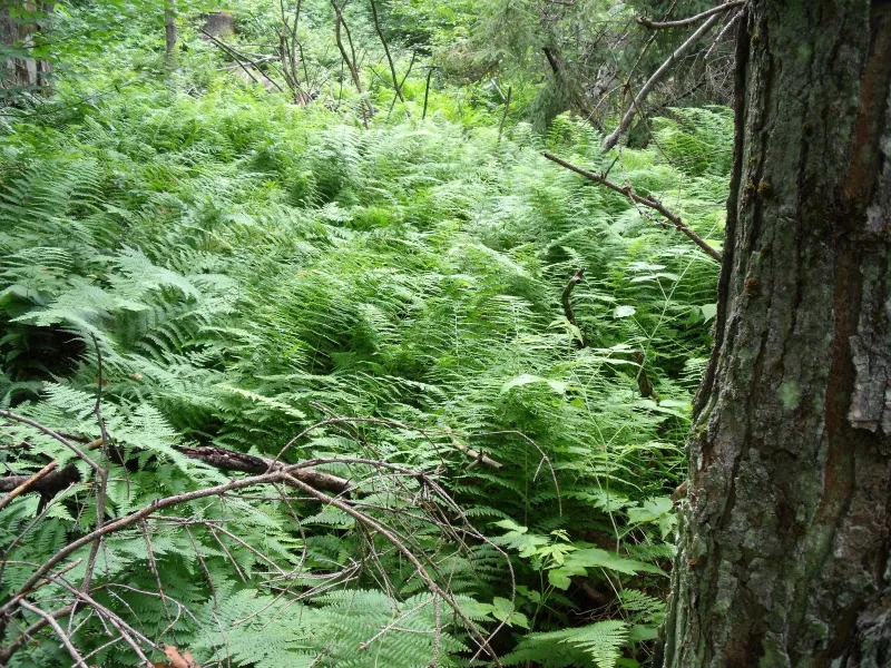 Ferns on Haystack Rock