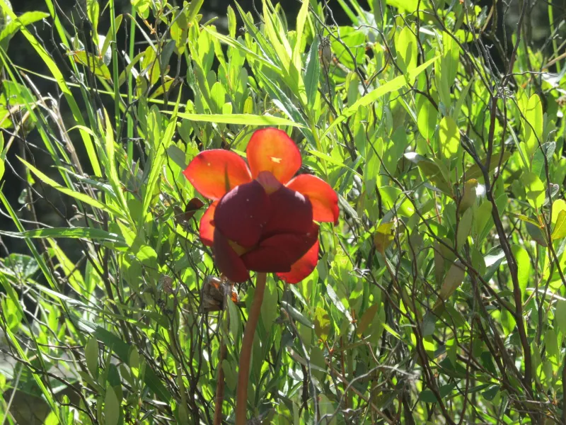 Pitcher Plant