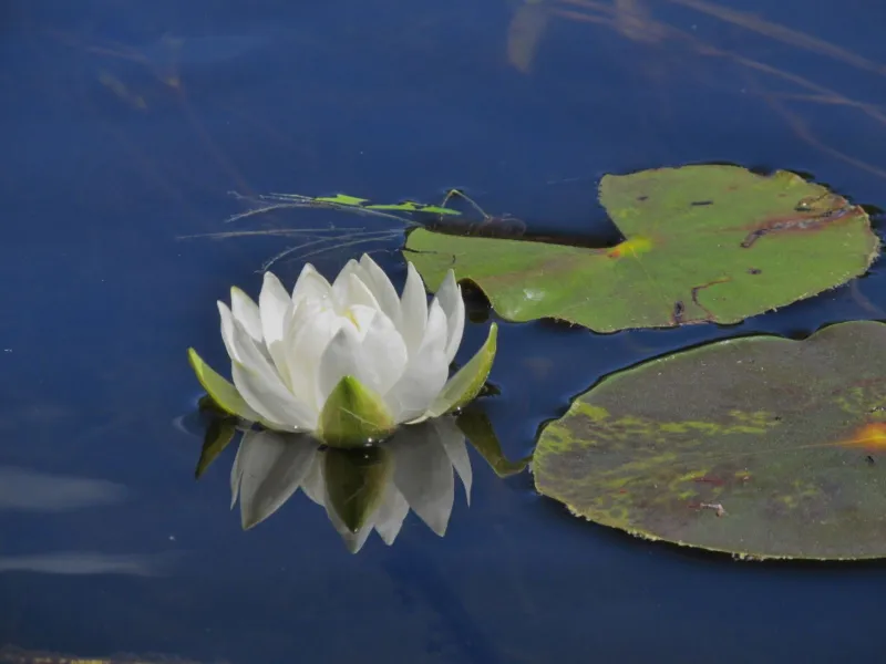 White Water Lily