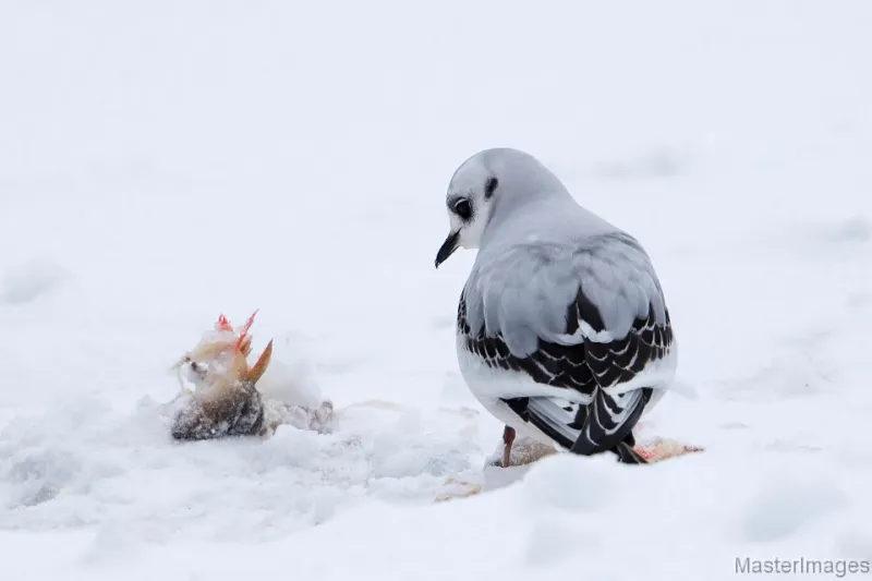 Ross's Gull photo by Larry Master