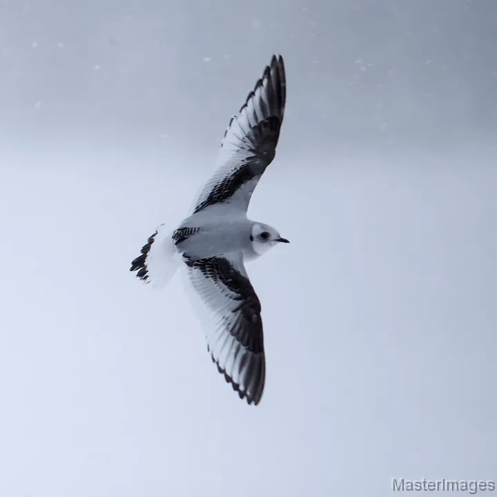 Ross's Gull photo by Larry Master