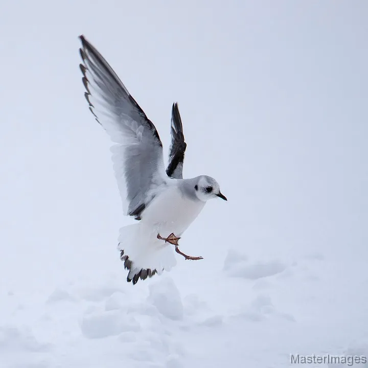 Ross's Gull photo by Larry Master