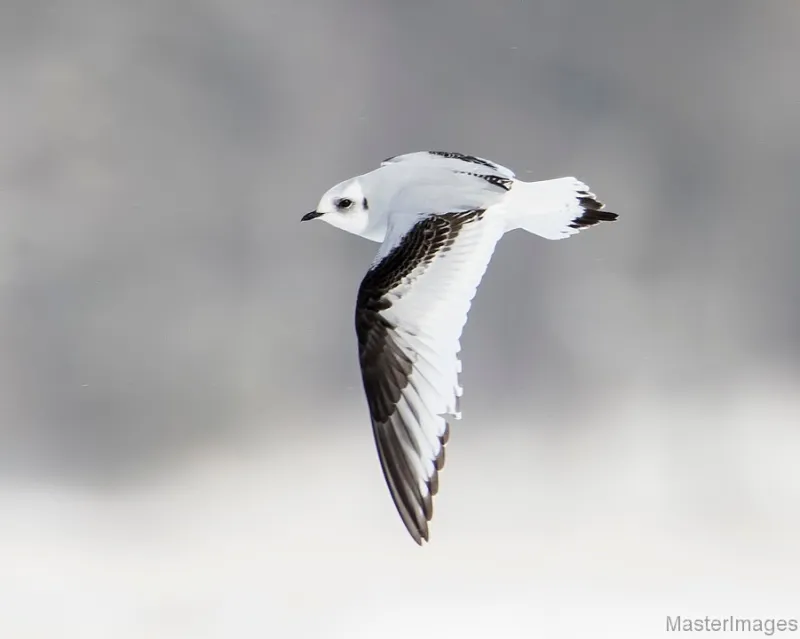 Ross's Gull photo by Larry Master