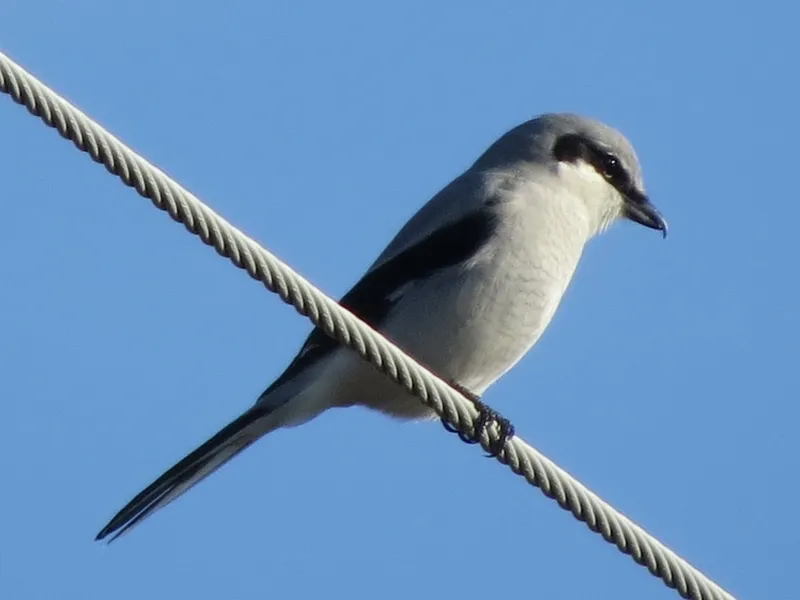 Northern Shrike photo by Joan Collins