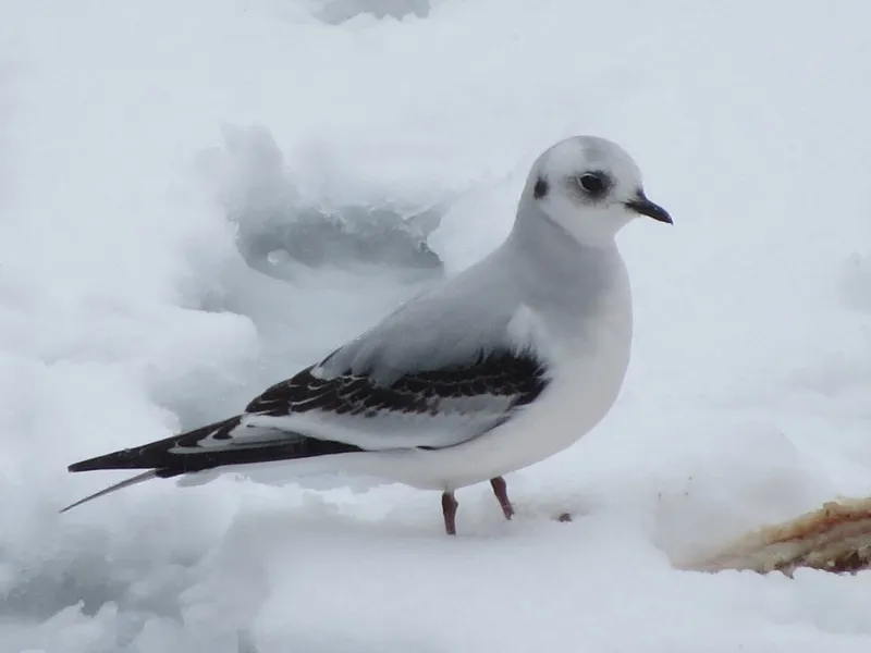 Ross's Gull photo by Joan Collins