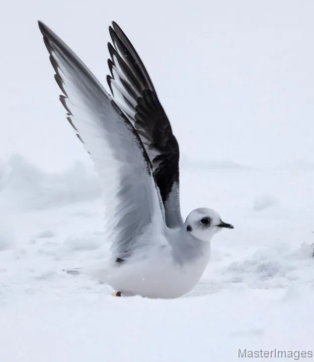 Ross's Gull photo by Larry Master