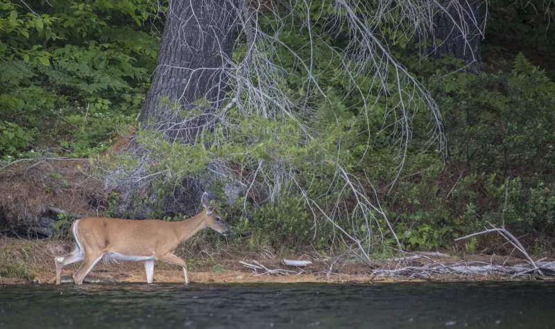 You never know what you will see on a paddling trip!