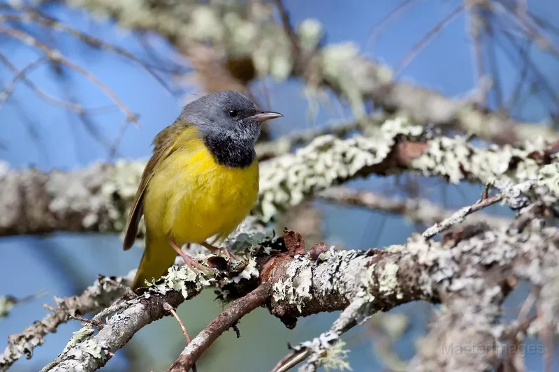 Massawepie is an excellent place to find Mourning Warblers. Image courtesy of MasterImages.org.