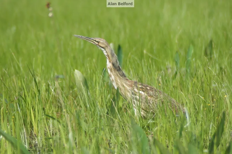 American Bitterns are often spotted flying over the marsh early in the morning.