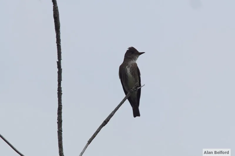 Olive-sided Flycatchers are just one of the many species of interest which can be found in the Spring Pond Bog Complex.