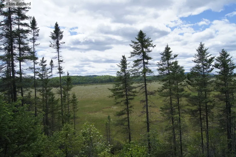 The view of the bog mat is worth the trip alone.