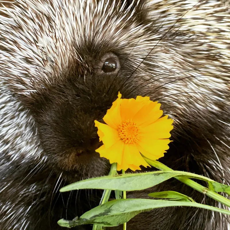 Extreme close-up of Stickley the porcupine eating a flowering plant. Image courtesy Leah Valerio.