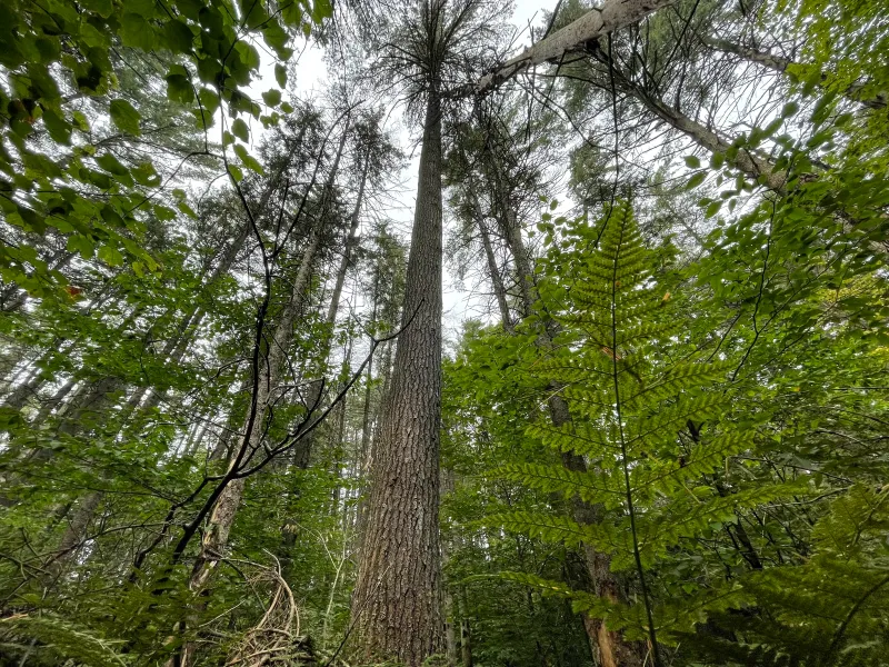 The tall conifer trees at Fernow Forest, looking up from the forest floor.