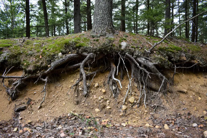 A look inside the sandy, rocky soils of an esker.