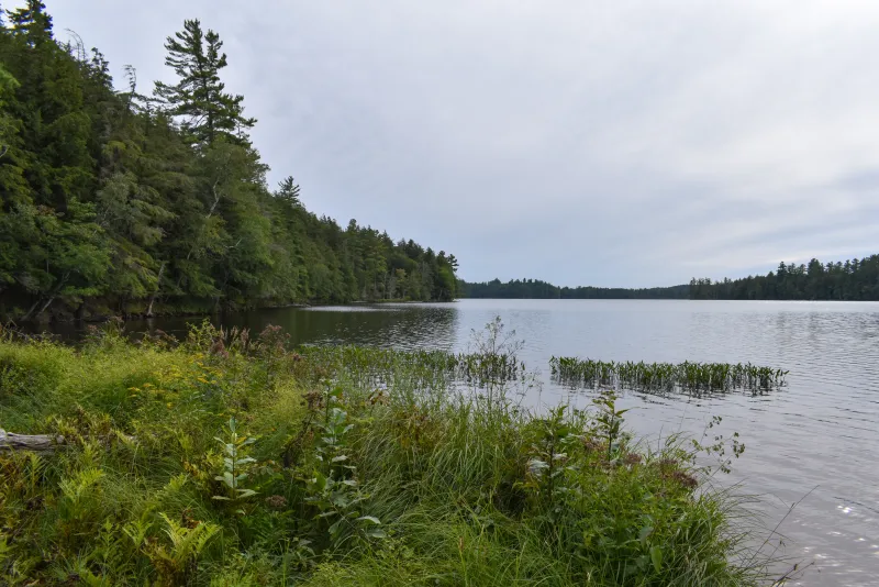 A calm lake with green aquatic vegetation.