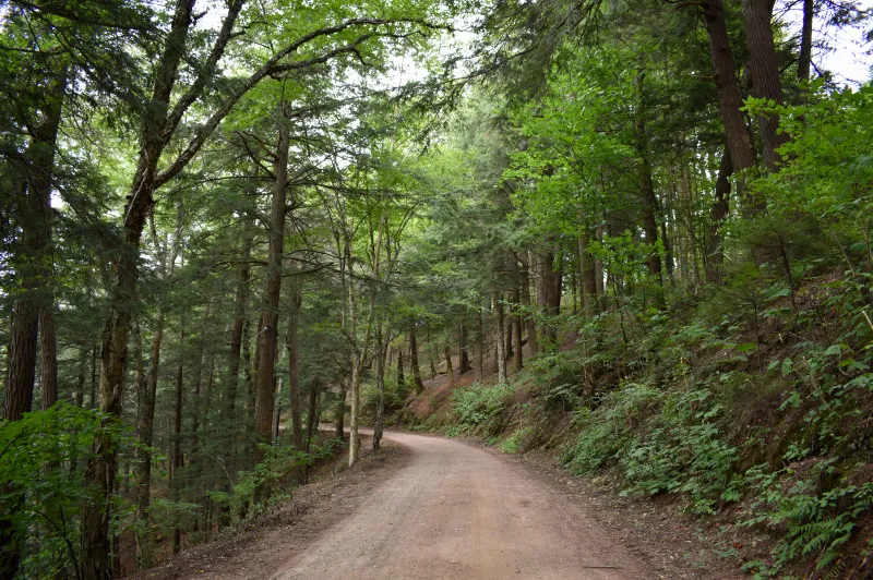 A dirt road cuts through a green forest.