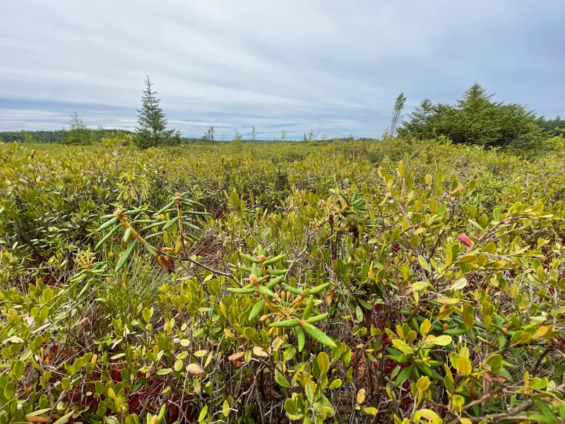 The boreal plants of a peat bog.