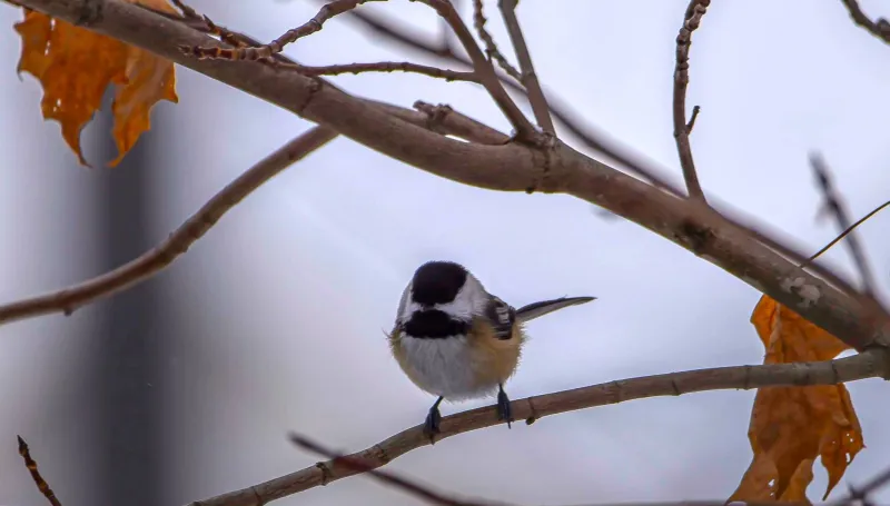 A small Black-capped Chickadee perches on a bare branch.