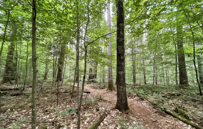 A stand of tall trees.