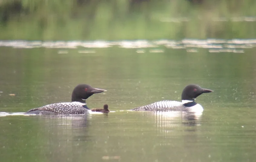 Birders will find many habitats including bog&#44; marsh&#44; river&#44; and pond.