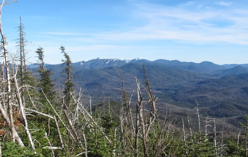 Trees tell of tough weather at the summit.