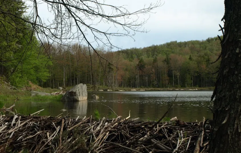 See beaver dams on the High Falls Loop multi-day trek.