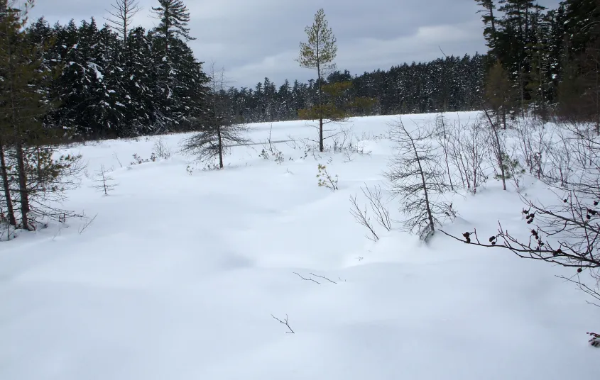 Hitchins Pond is a fine combined ski and shoe in the winter.