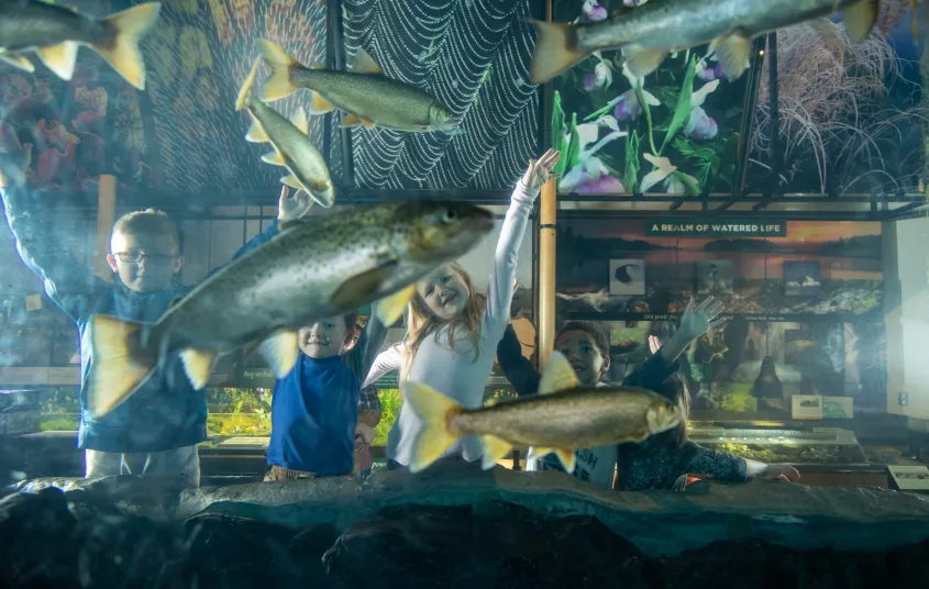 View of children watching a school of fish in an exhibit