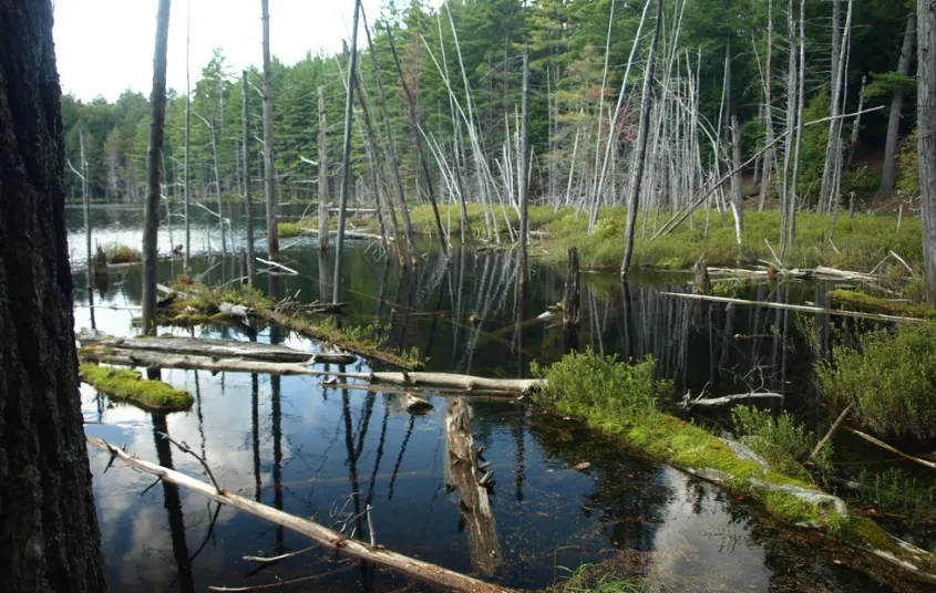 A small pond filled with fallen trees.