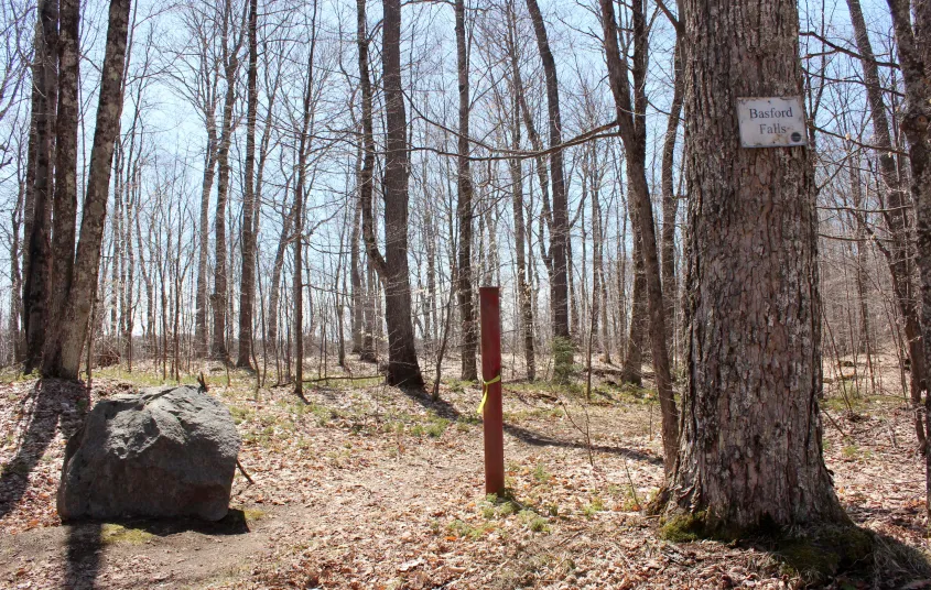 A stand of trees