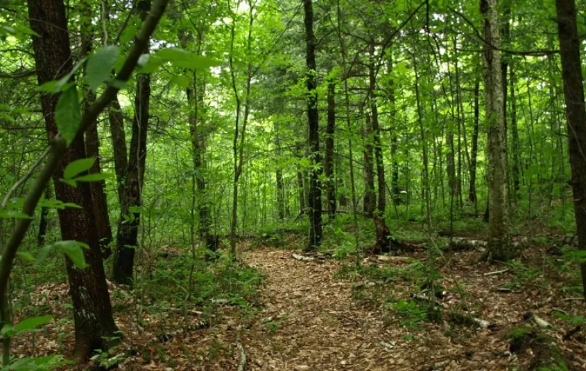 Easy to follow the trail to the pond.