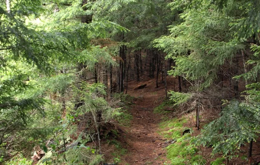 Different forest densities create an interesting hike.