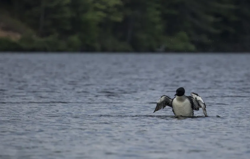 A loon in the water