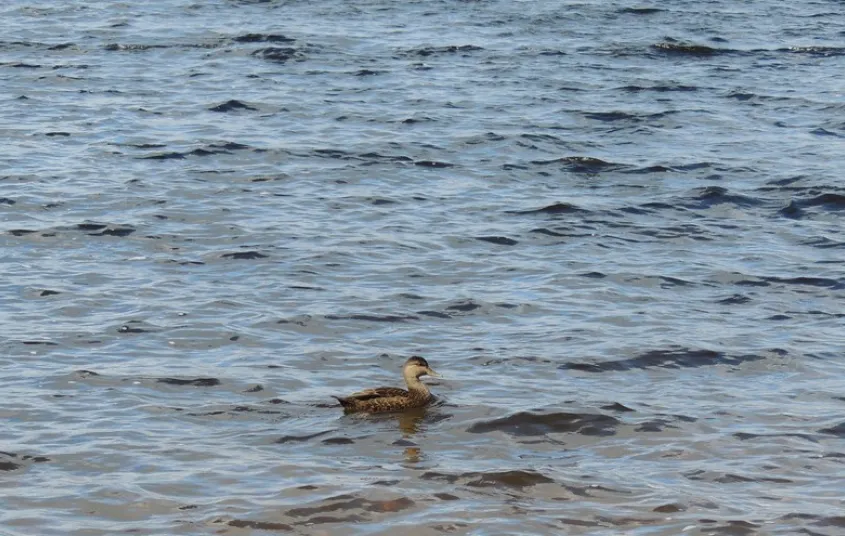 A duck in the water
