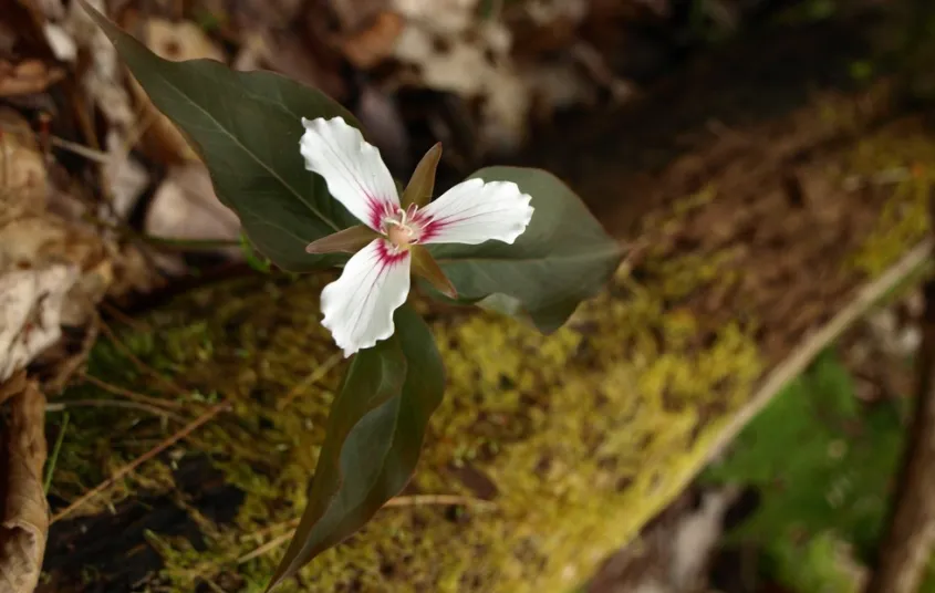 Jamestown Falls is a good place to look for the iconic Adirondack flower&#44; the trillium.