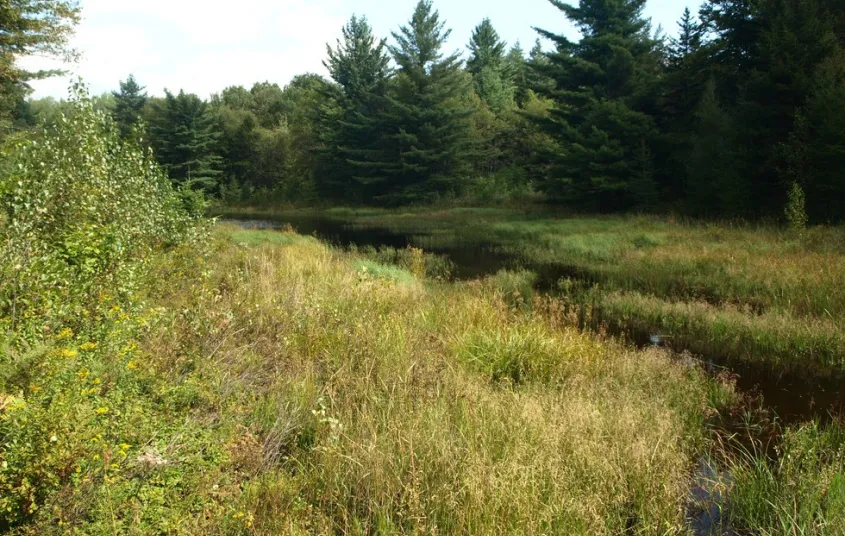 A narrow body of water between tall trees