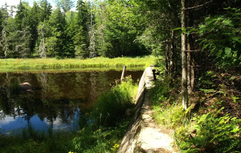 A forested pond in bright summer light