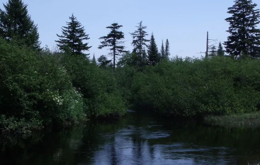 A river tightly surrounding by trees and shrubs