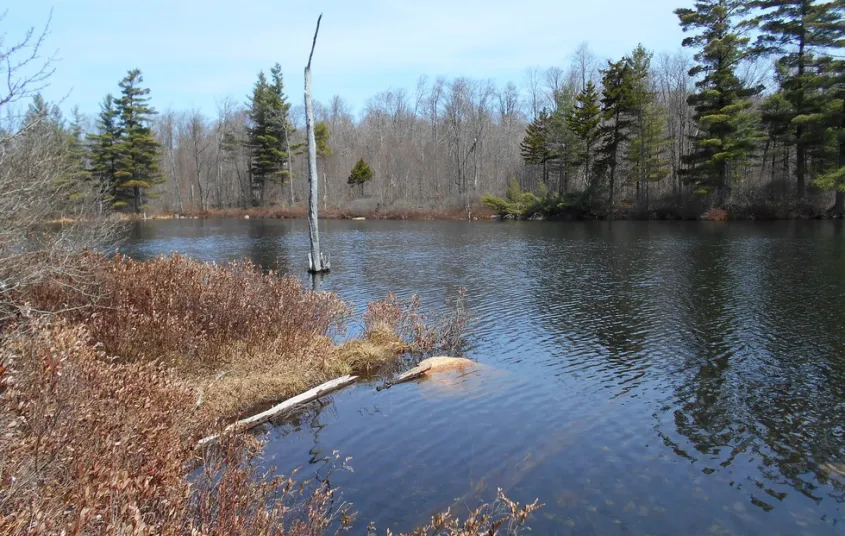 A small pond in early spring