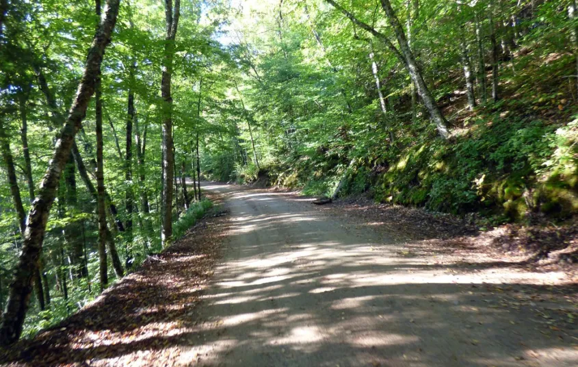 A hard-packed gravel road through the forest