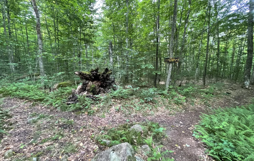 The intersection of a hiking trail