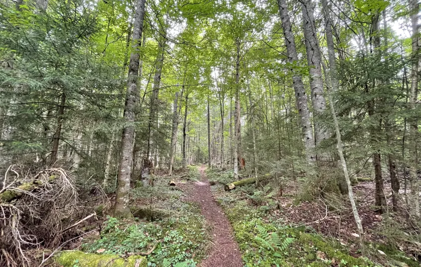 A singletrack trail through trees