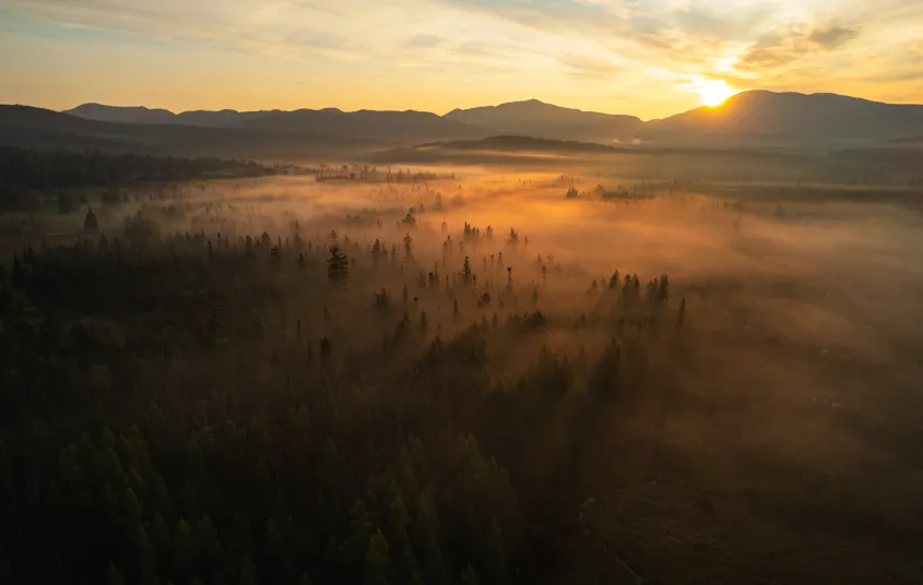 A spruce meadow covered in fog