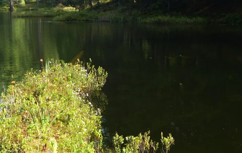 A pond with some shrubs on the water's edge